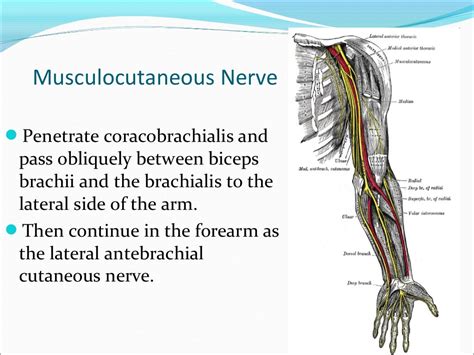 Peripheral Nerves Of The Upper Limb Applied