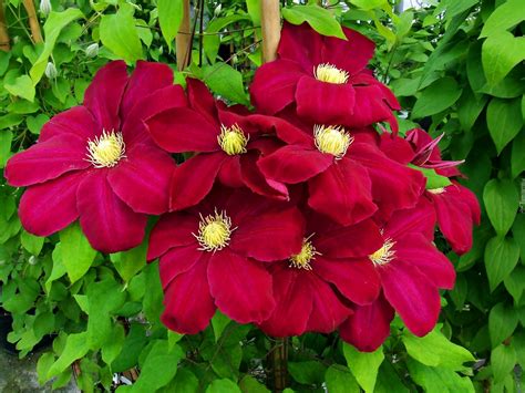 Red Clematis Container Flowers Flowering Vines Clematis