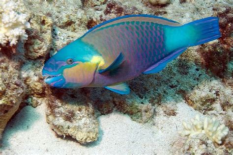 Princess Parrotfish The Most Beautiful Salt Water Fish I Want One