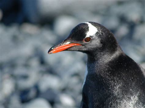 Pingüino De Pico Rojo Imagen Animalandia