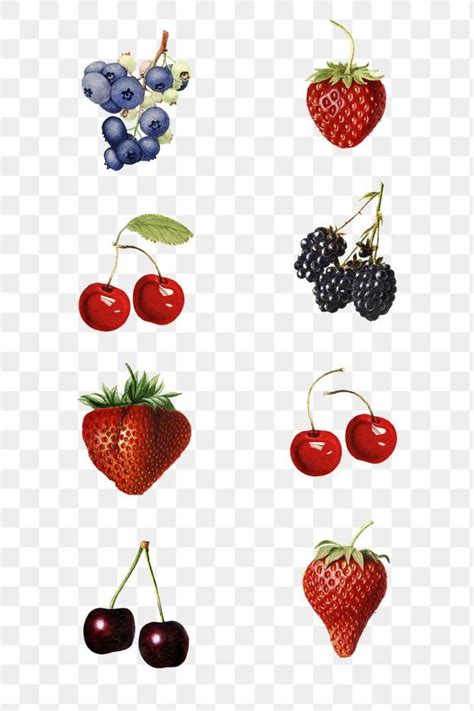 Drawing Set Mixed Berries Food Illustrations Social Media Design