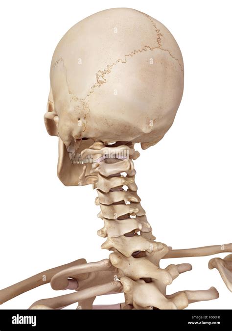 Medical Accurate Illustration Of The Human Skull And Neck Stock Photo
