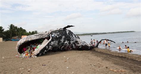 Shocking Beached Whale In The Philippines Is Not What It Seems