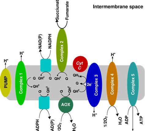 The Respiratory Electron Transport Chain Of The Mitochondrial Inner