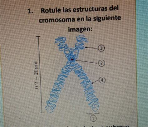 rotule las estructuras del cromosomas en la siguiente imágen Brainly lat