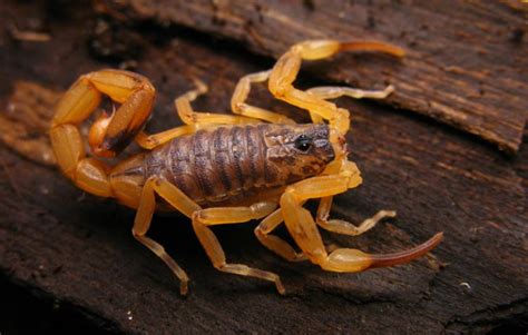 Top 10 Most Dangerous And Deadliest Scorpions In The World