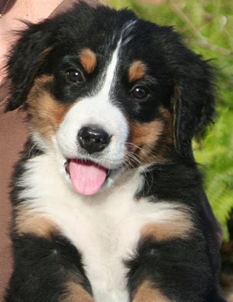 What A Cute Bernese Mountain Puppy Adorable Animals Pinterest