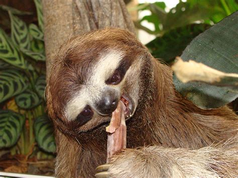 10 Weird And Wonderful Sloth Facts