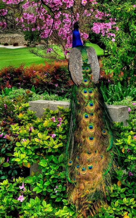 So Beautiful Peacock Love Pinterest Gardens Beautiful And Flower
