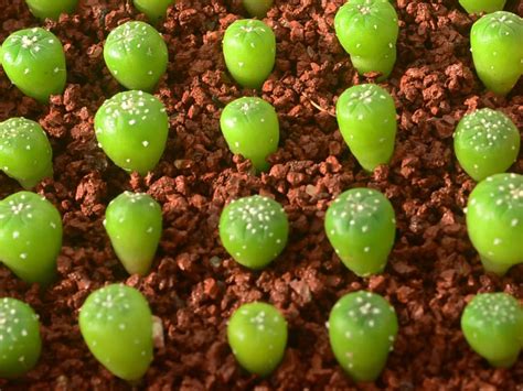 Growing Cacti From Seed See More At