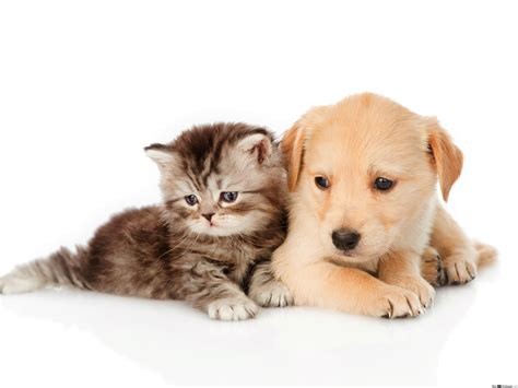 Cute Puppies And Kittens Puppies And Kittens Wallpapers Wallpaper