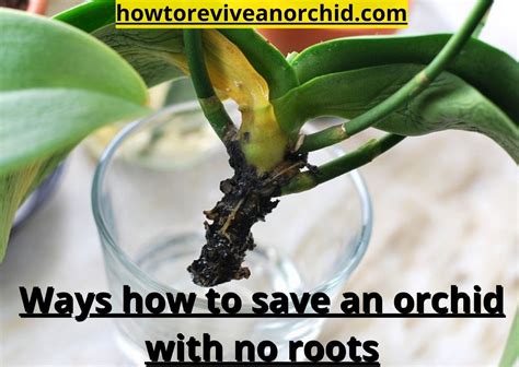 How To Save An Orchid With No Roots 9 Basic Steps