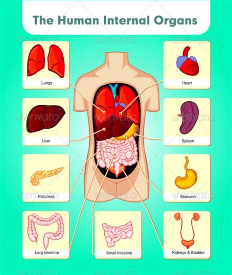 Vector Illustration Of Human Internal Organ Parts The Illustration Is