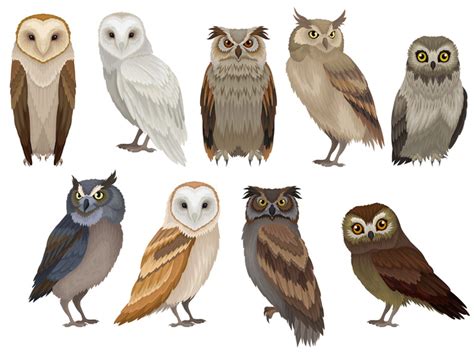 Types Of Owls 18 Adorable Owl Species And Their Classification