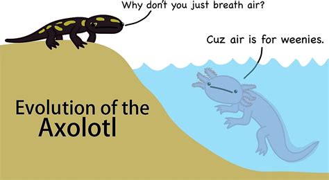 An Axolotl Life Cycle