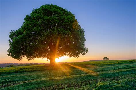 Image Rays Of Light Bavaria Germany Schonau Nature Fields Sunrises