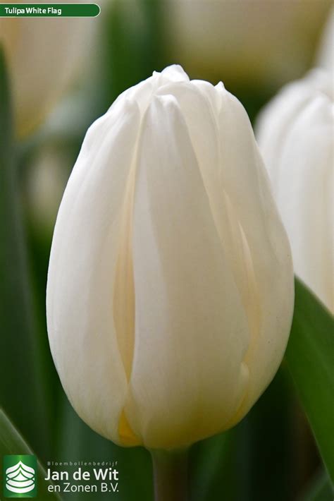 Free for commercial use no attribution required high quality images. White Flag ® | Tulip | Jan de Wit en Zonen B.V.