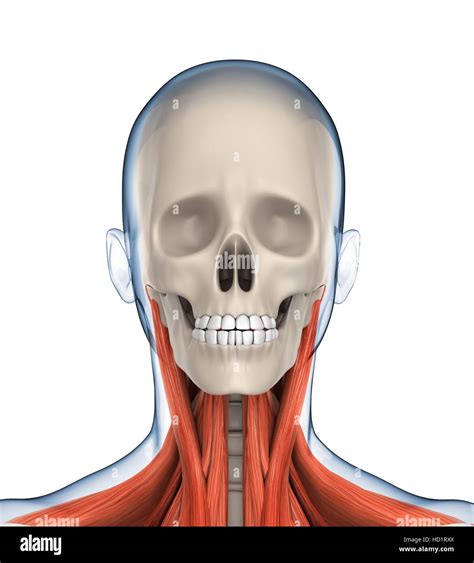 Human Head Anatomy Stock Photo Alamy