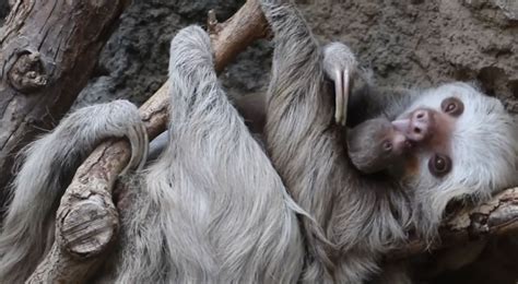 Adorable Newborn Sloth Bonds With Her Mother Aol Features
