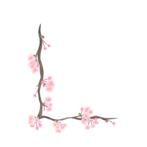 Sakura Cherry Blossom White Transparent Cherry Blossoms Sakura Free
