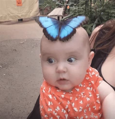 Amazing Video Butterfly Lands On Babys Head And Opens Its Wings To