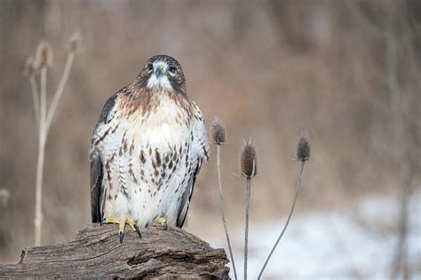 Red Tailed Hawk In Michigan Photograph By Greg Russell