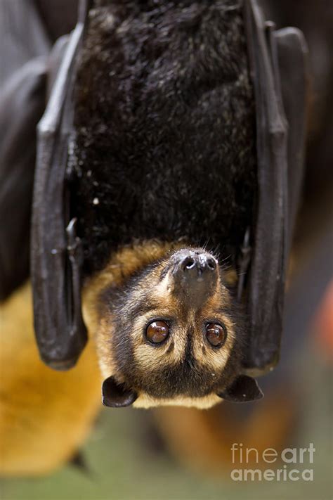 Spectacled Flying Fox Photograph By Bg Thomson Pixels