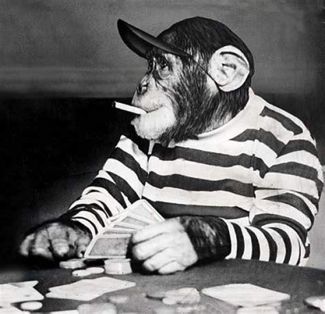 Monkey Smoking Cigarette