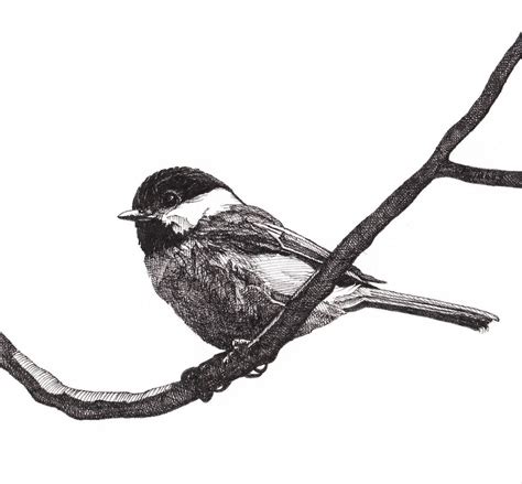 You may also use colored inks or dyes for these drawing lessons. Pen and Ink Drawing Reproduction Black-capped Chickadee Print