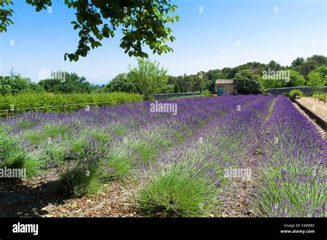 A Lavender Field In Saint Paul Asylum Saint Rémy Where Van Gogh The