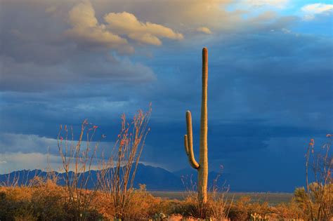 Saguaro Cactus And Ocotillo In The Sonoran Desert At Sunset Etsy