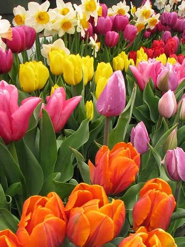 Pictures Of Tulips And Daffodils