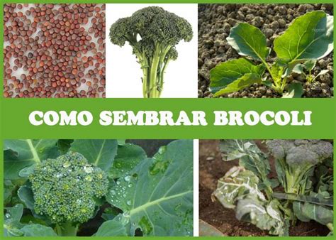 Brócoli Guía Para Sembrar Cuidar Y Cosechar Sus Cabezas O Pellas