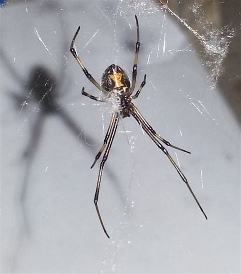 She Lives In My Garage In Southern California Brown Widow Rspiders