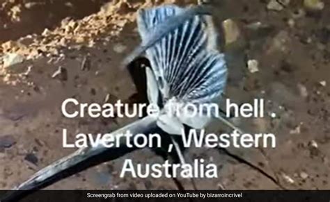 Chilling Video Of Creature From Hell Stuns Internet
