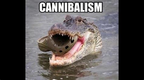 Crocodile Memes Youtube