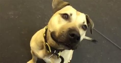 Pit Bull Rescued From A Fighting Ring Is Given His First Snack And