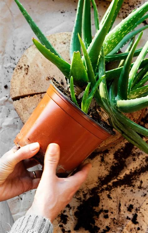 How To Propagate Aloe Master The Art Of Multiplying This Healing Succulent