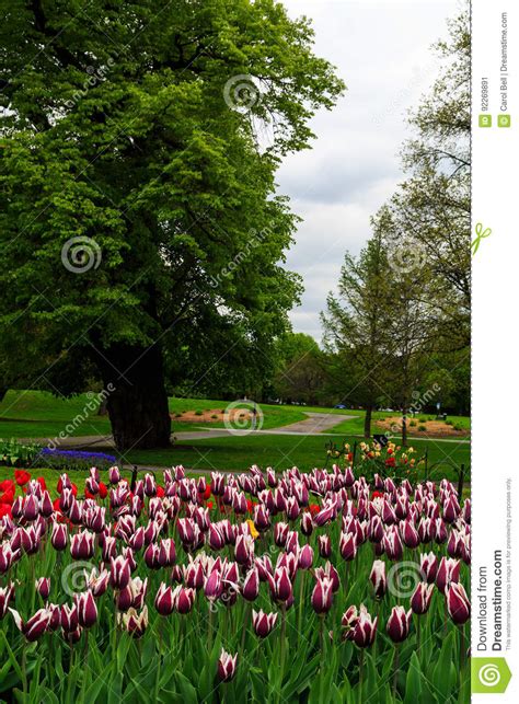 Tulips On Display In Washington Park Albany Ny On A Rainy