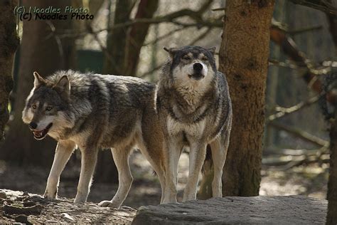 Eurasian Wolf Eurasischer Wolf Tierpark Hellabrunn Paul Noodles