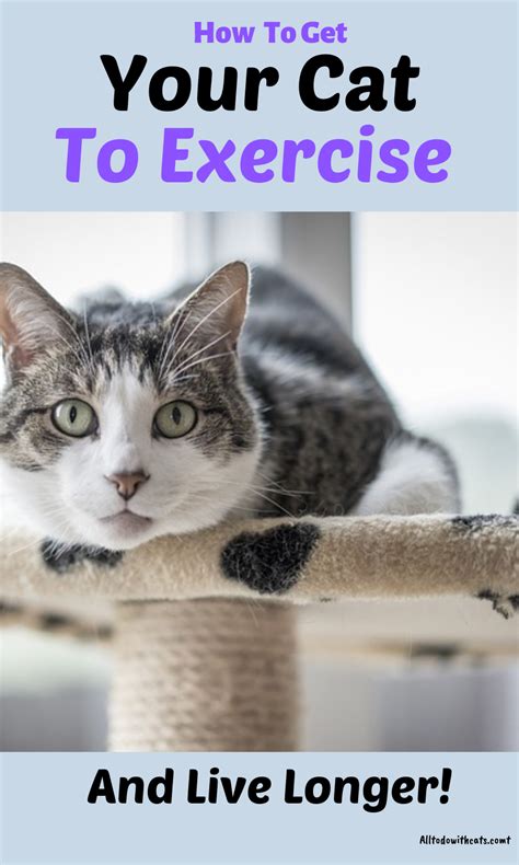 I purchased a ton of cat toys, pheromone and calming sprays, a tall tree to play on, ect. How To Get Your Cat To Exercise (And Stay In Shape) | Cat ...