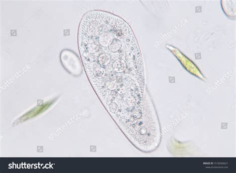 Paramecium Caudatum Genus Unicellular Ciliated Protozoan Stock Photo