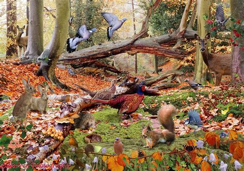 Cute Animals In Action Images In Autumnal Woodland Jigsaw Wp09251