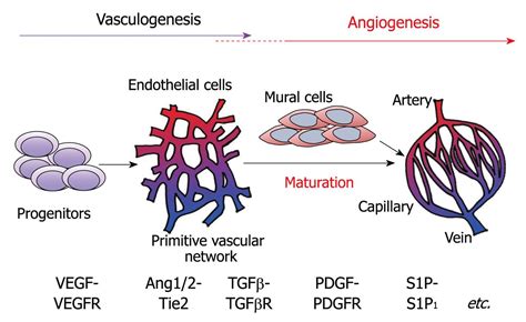 Roles Of Sphingosine 1 Phosphate Signaling In Angiogenesis