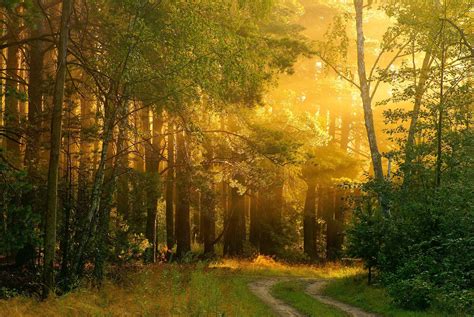 20 Amazingly beautiful Forest Road Pictures - The Jucktion