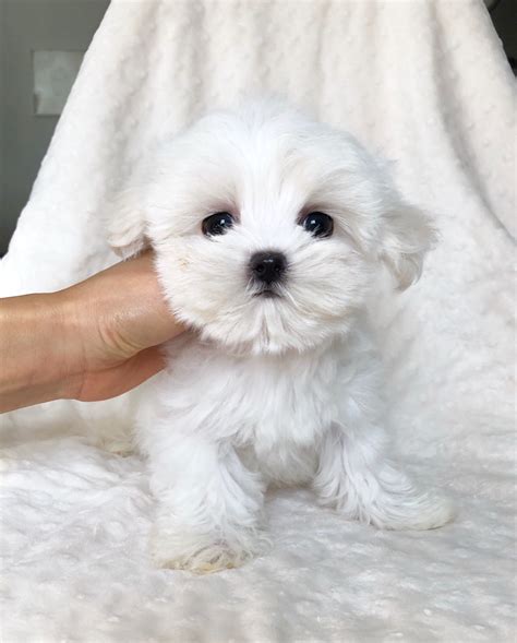 Check spelling or type a new query. Teacup Maltese Puppy white for sale! | iHeartTeacups