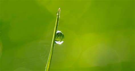 Free Images Water Nature Grass Branch Drop Dew Sunlight Leaf
