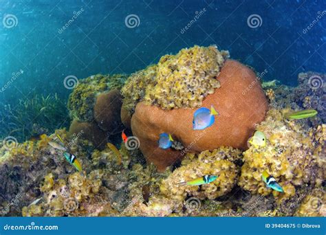Underwater Life In Dominican Republic Stock Photo Image 39404675
