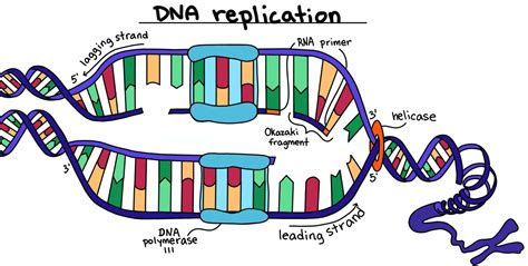 Dna Replication — Steps And Diagram Expii