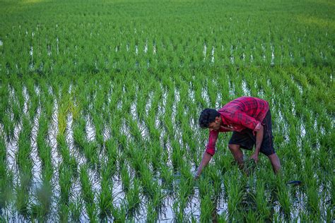 A Farmer In A Field Free Image By Radmi₹ On